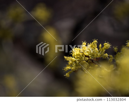Yellow cornelian flowers that bloomed in March 113032804