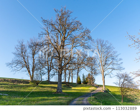 Tall leafless trees stand on a grassy hill under a clear blue sky, with a narrow path leading up the slope. 113032889