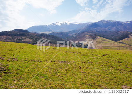 carpathian countryside scenery in early spring. mountainous rural landscape with rolling hills covered with weathered grass. warm sunny day 113032917