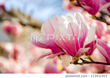 large pink flowers of magnolia soulangeana tree in full bloom. beautiful closeup background on a sunny day in spring 113032925