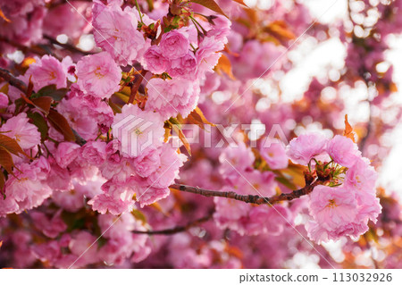cherry blossom on a sunny day in april. springtime wallpaper closeup 113032926