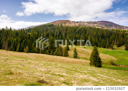 carpathian countryside scenery of ukraine on a sunny day in spring. coniferous forest on a grassy hills. borzhava mountain range in the distance beneath a blue sky 113032927