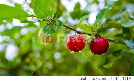 Thai or Acerola cherries fruit on the tree, high vitamin C and antioxidant fruits. Thai or Acerola cherries fruit on the tree, high vitamin C and antioxidant fruits. 113033119