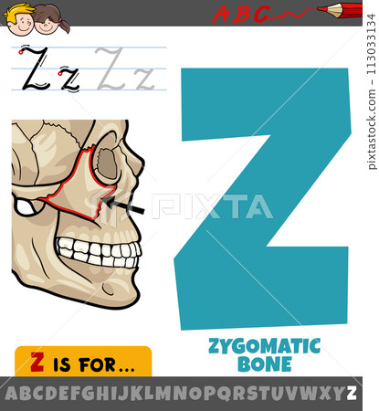 letter Z from alphabet with illustration of zygomatic bone 113033134