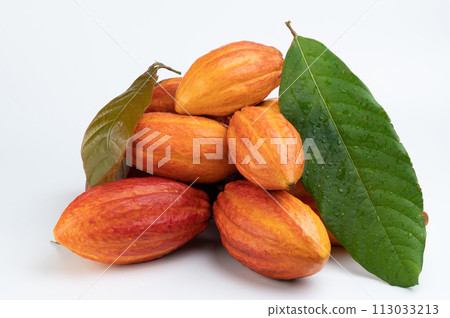 Group of wet cacao pods Group of wet cacao pods 113033213