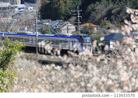 中央線特快列車穿過盛開的梅花 中央線特快列車穿過盛開的梅花 113033570