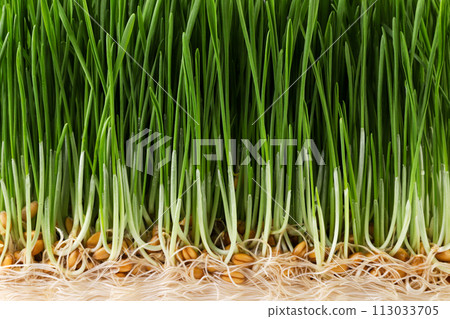 Sprouted wheat background. Healthy eating Sprouted wheat background. Healthy eating 113033705