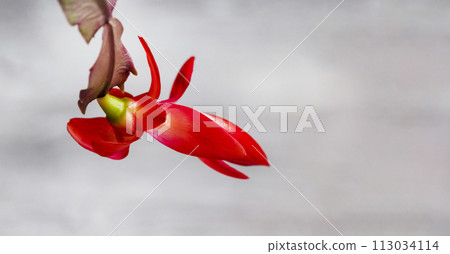 Schlumbergera truncata, Mayflower or false Christmas cactus, red flower Schlumbergera truncata, Mayflower or false Christmas cactus, red flower 113034114
