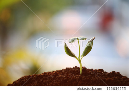 sprout growing under sunlight macro close up small plant planting 113034255