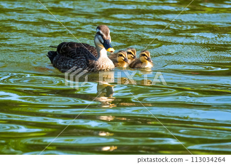 A family of spot-billed ducks happily swimming in the pond 113034264