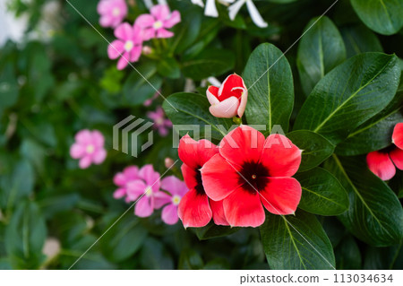 Periwinkle blooms colorfully in autumn Periwinkle blooms colorfully in autumn 113034634