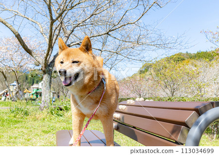 Shiba Inu having fun under the cherry blossom tree 113034699