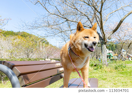 Shiba Inu having fun under the cherry blossom tree 113034701