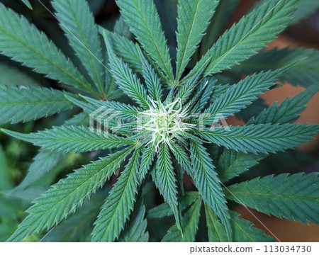 Cannabis background, weed texture, growing marijuana indoor.  113034730