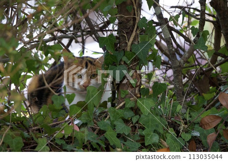 cat peeking from behind a tree 113035044
