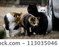 Family of good friends stray cats 113035046