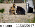 Good friend stray cats 113035047