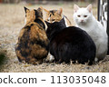 Family of good friends stray cats 113035048
