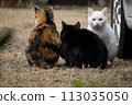 Family of good friends stray cats 113035050