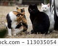 Family of good friends stray cats 113035054
