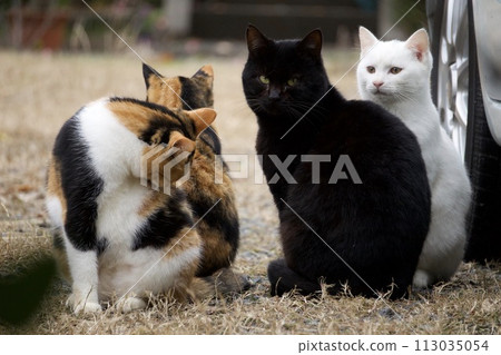 Family of good friends stray cats 113035054