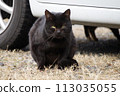 Car park cat 113035055