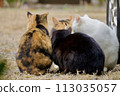 Family of good friends stray cats 113035057