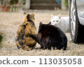 Family of good friends stray cats 113035058