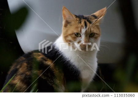 停車場貓 113035060