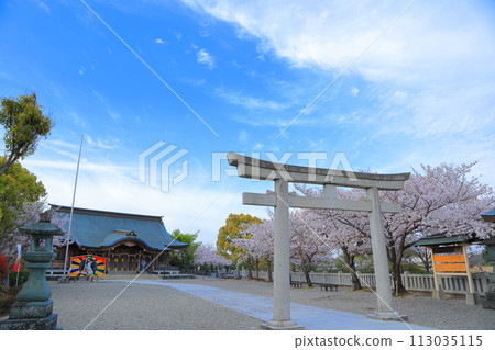 Cherry blossom blooming landscape Spring 2023 113035115