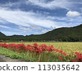 Harvest autumn blue sky and red cluster amaryllis 113035642