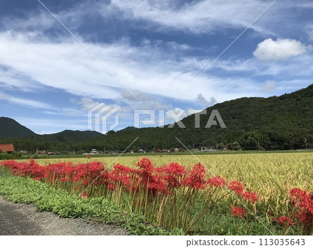 收穫秋藍天和紅簇孤挺花 113035643