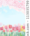鬱金香田的背景圖，櫻花花瓣翩翩起舞 113035799