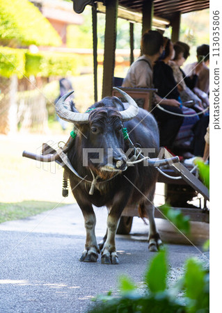 Okinawa tourist water buffalo Okinawa tourist water buffalo 113035806