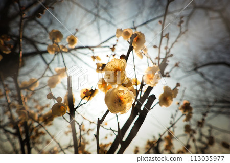 Fluffy and cute white plum blossoms in March 113035977