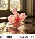 A macro shot of a blooming flower on a windowsill in an empty classroom 113036114