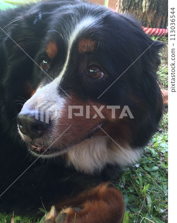 Cute dog Bernese Mountain Dog 113036544