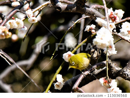 Early spring image: A Japanese white-eye resting on a plum tree Early spring image: A Japanese white-eye resting on a plum tree 113036568