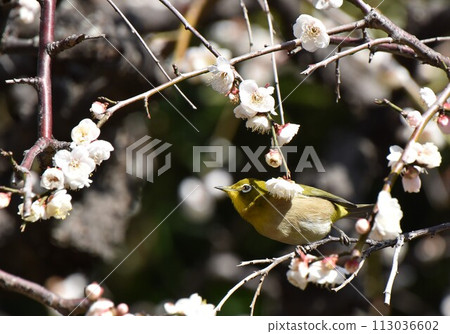 早春景象:棲息在李子樹上的繡眼鳥 早春景象:棲息在李子樹上的繡眼鳥 113036602