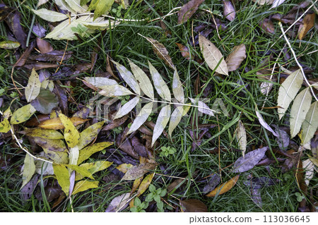 Detail of fallen tree leaves on a cold winter day 113036645