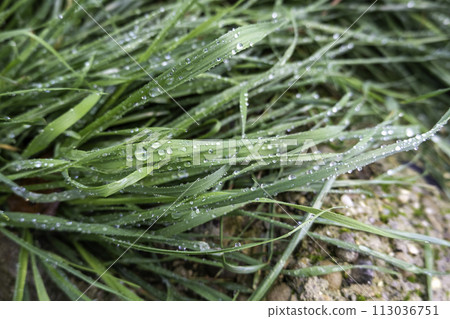 Detail of fresh wet grass on a cold winter day, nature and environment 113036751