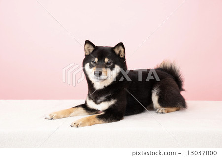 粉紅色背影和微笑的豆柴雪利酒 113037000