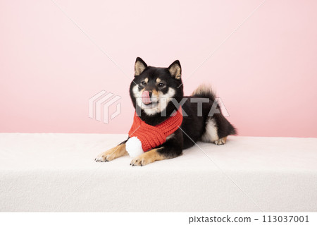 Sheri the Shiba Inu wearing a red scarf and sticking out her tongue Sheri the Shiba Inu wearing a red scarf and sticking out her tongue 113037001