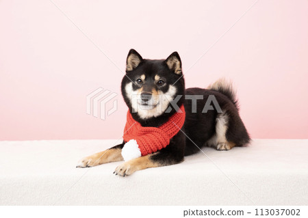 Mameshiba Sherry wearing a red scarf Mameshiba Sherry wearing a red scarf 113037002