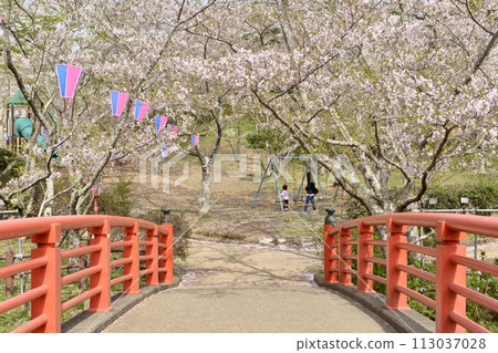 Cherry blossom spring park 113037028