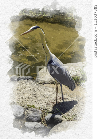 Watercolor style Tamatsukuri Onsen Tamayu River Gray Heron Matsue City, Shimane Prefecture 113037385