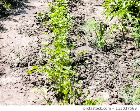 Organic parsley growing in the garden. Healthy eating concept Organic parsley growing in the garden. Healthy eating concept 113037569