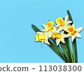 Flowers yellow daffodils on a color blue background 113038300