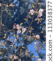Japanese scenery (gardens, nature, plants, cherry blossoms, flower viewing, flowers of the four seasons) 113038377