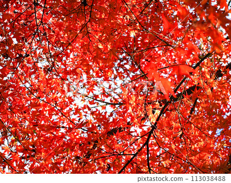Autumn leaves Autumn leaves 113038488